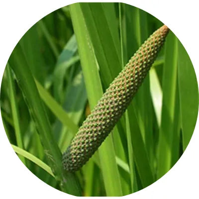 Acorus_calamus_root
