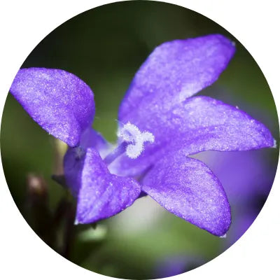 Allantoin