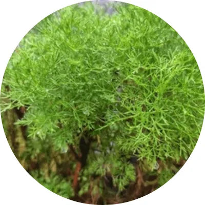 Artemisia Capillaris Extract