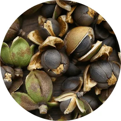 Camellia_japonica_seed