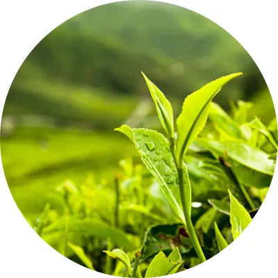 Camellia_sinensis_leaf image