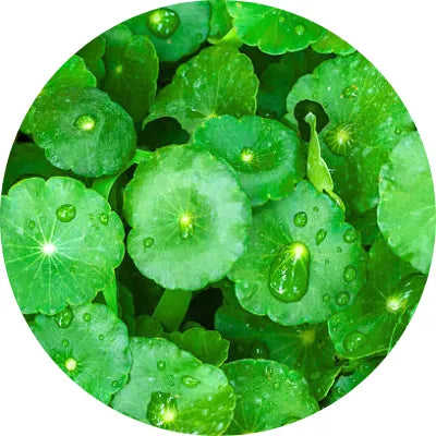 Centella_extracts