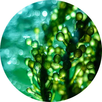 Glyceryl_glucoside