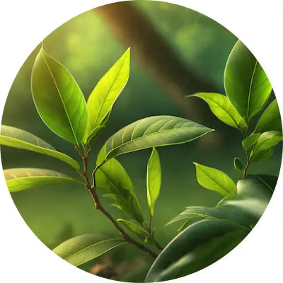 Green_tea_image