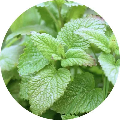 Lemon balm tea image