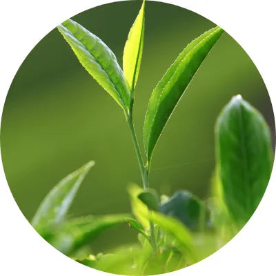 Oolong_tea Image