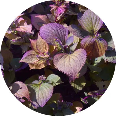 Perilla herb