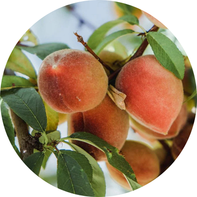Prunus Persica (Peach) Fruit Extract Image