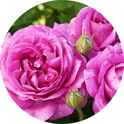 Rose Flower Extract Image