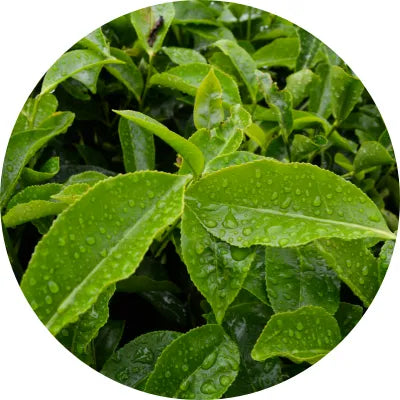 Tea_tree