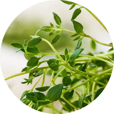 Thyme tea image