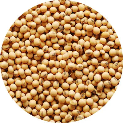 Soybean Ferment Extract
