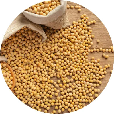 Soybean oil Image