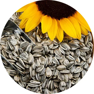 Sunflower seed oil Image