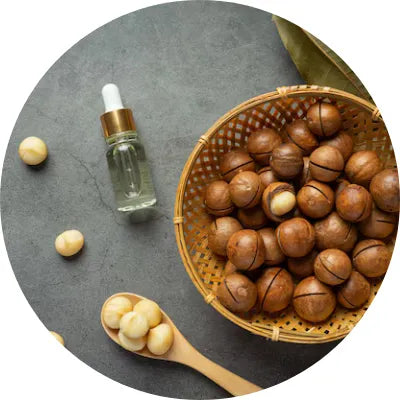 Macadamia ternifolia seed oil Image
