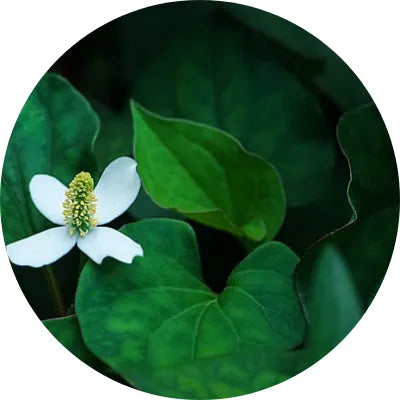 Houttuynia cordata extract Image